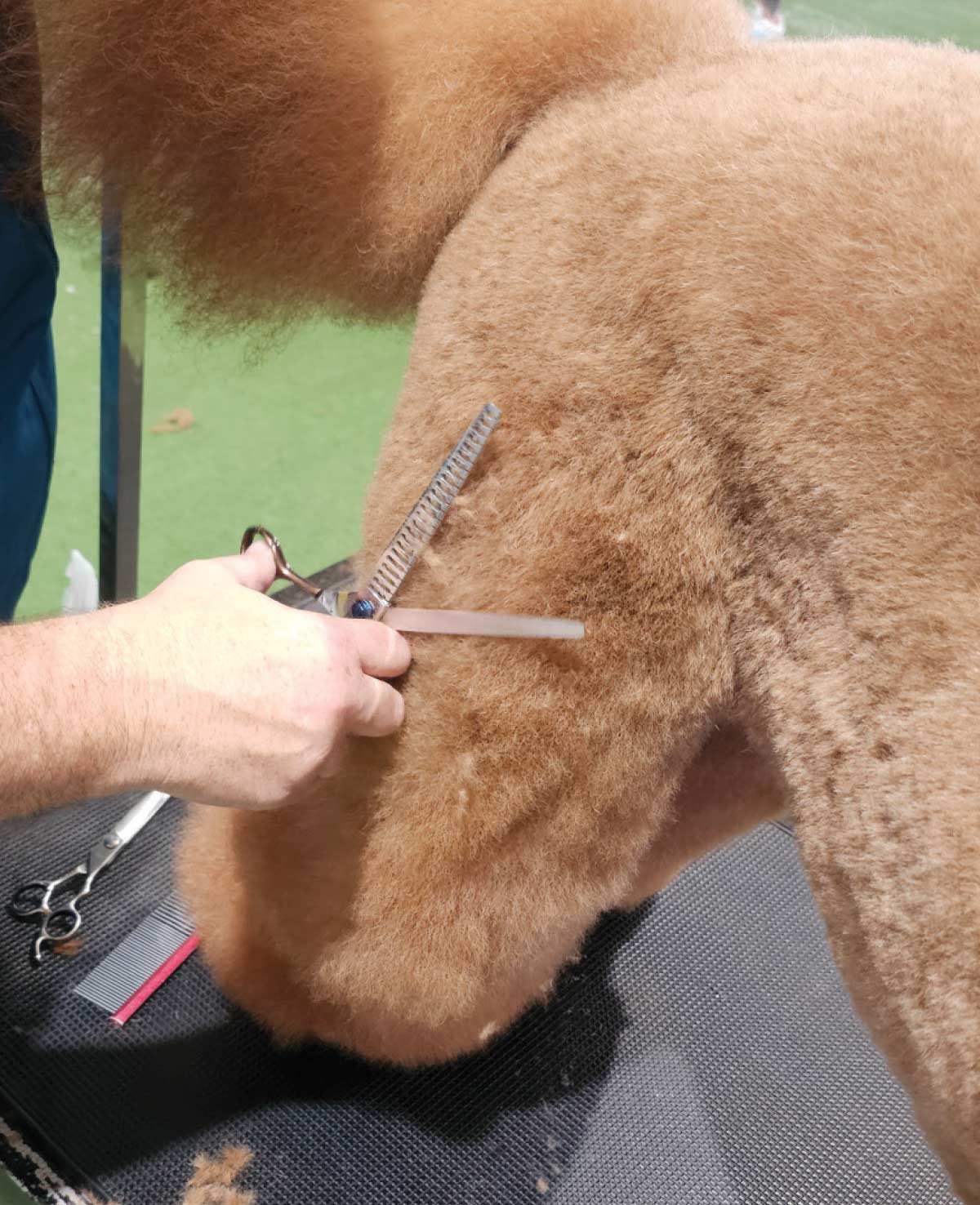 A close-up of a groomer using thinning shears to refine the poodle's hip area, removing bulk for a seamless "teddy" look.