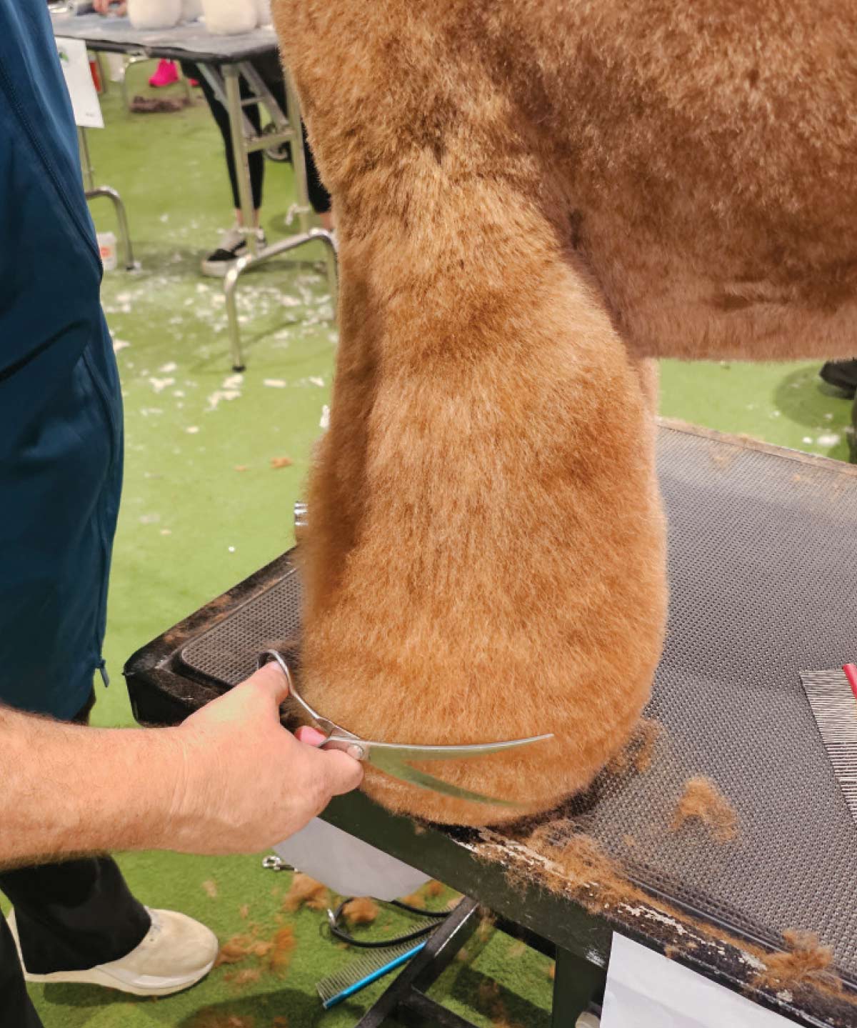 A groomer uses long curved shears to final-sculpt the plush, rounded shape of the poodle's rear leg during a competition.