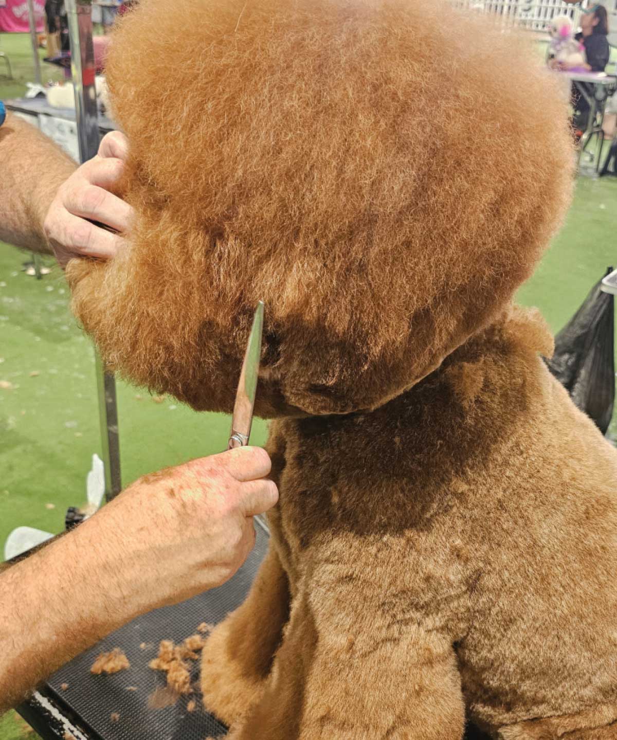A close-up of a groomer using straight shears to meticulously shape the poodle’s voluminous "teddy bear" face and muzzle.