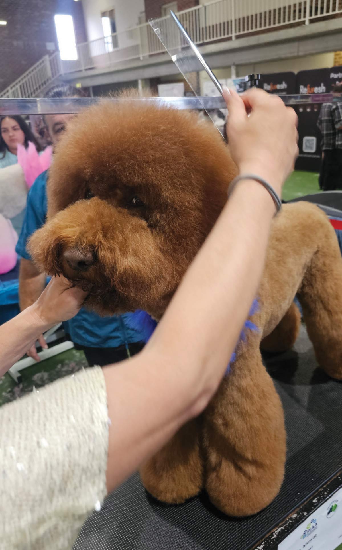 A groomer uses long straight shears to shape the top of the poodle’s head, creating a perfectly rounded and balanced topknot.