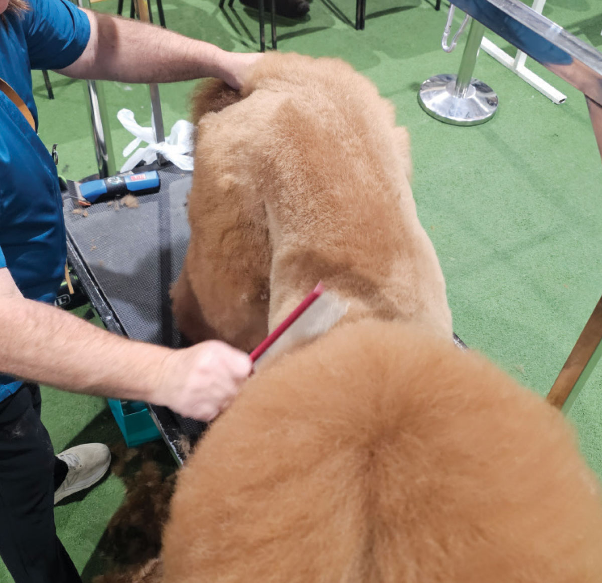 A groomer carefully brushes through the poodle's thick coat with a red slicker brush to prep the fur for an even finish.