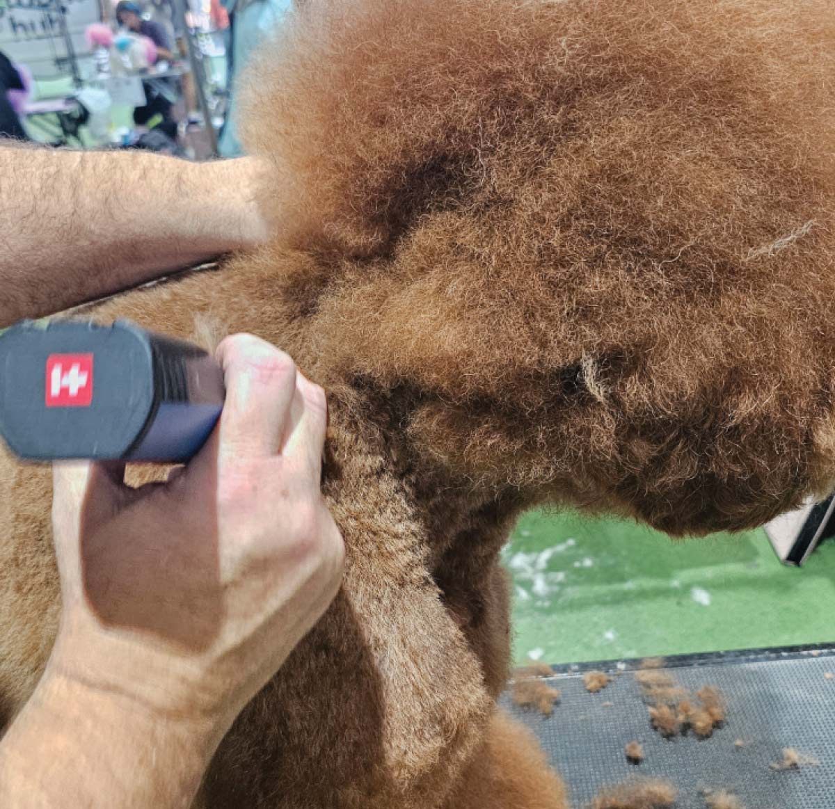 Close-up of a groomer using clippers to meticulously shape the fur around the poodle’s neck and chest area.