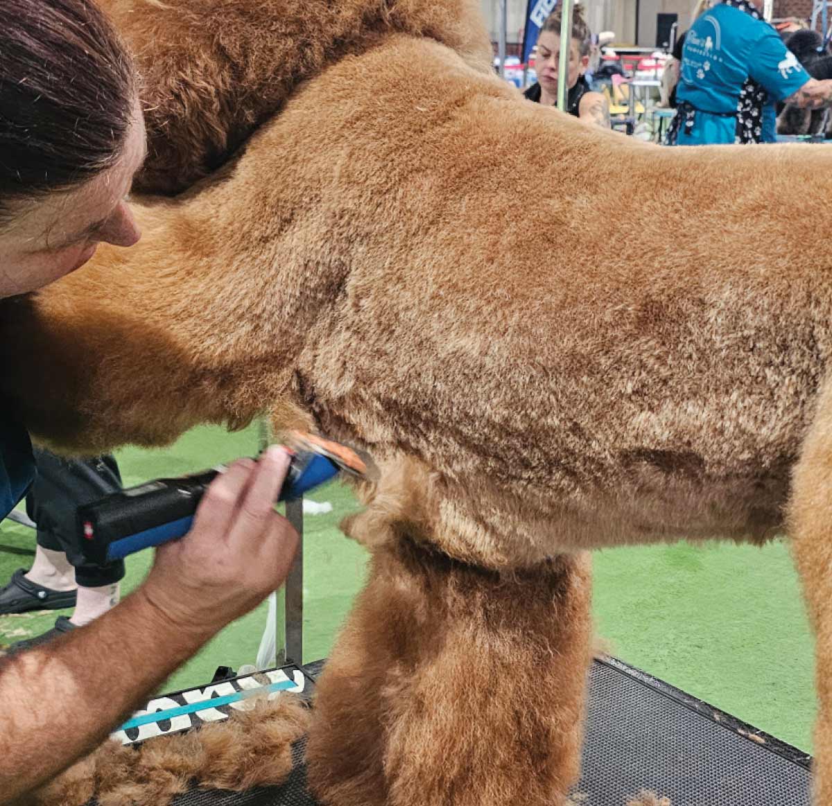 A groomer uses clippers to define the underline and leg transitions on the poodle’s torso during a grooming competition.
