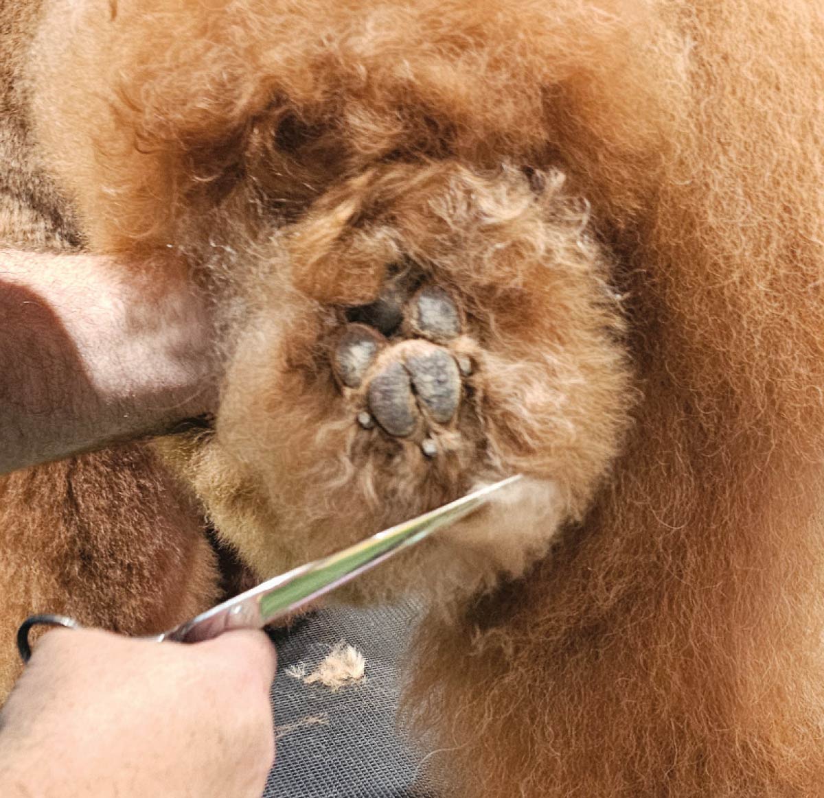 A groomer uses professional shears to carefully trim the stray hairs around the poodle's paw pads for a clean, rounded look.