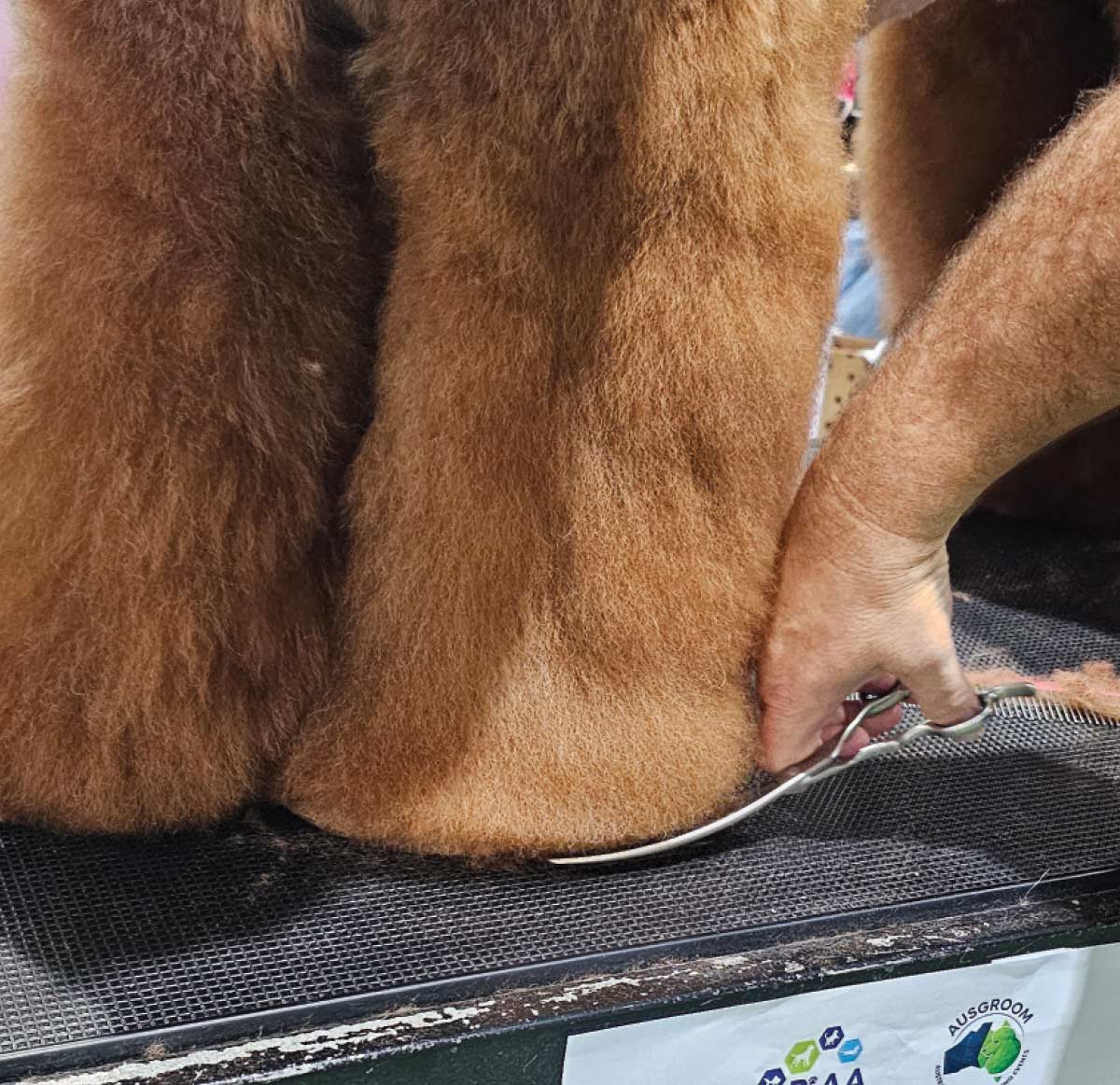 Curved grooming shears are used to shape the bottom of the poodle's leg fur into a plush, "bell-bottom" style rounded foot.