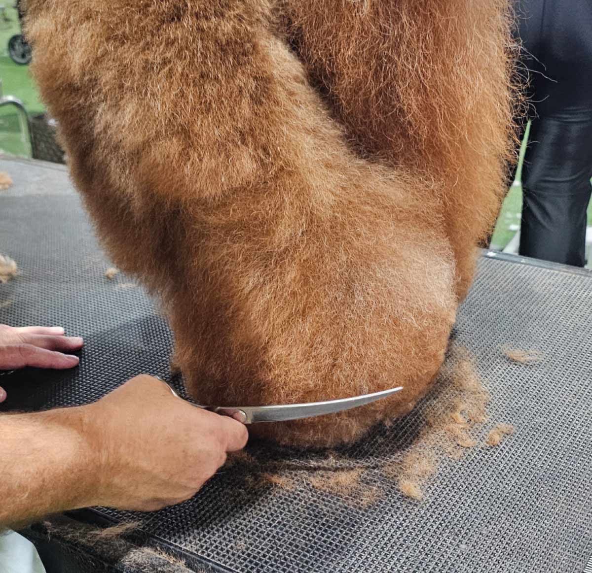 A groomer uses long straight shears to refine the circular shape of the poodle's hind leg fur against the grooming table.