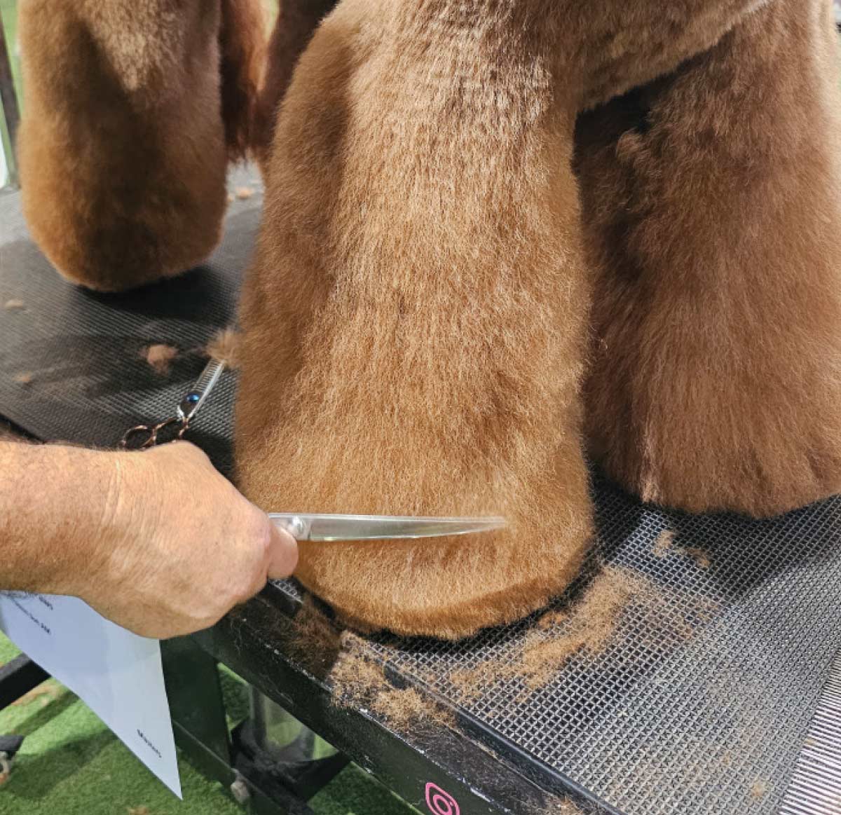 Close-up of a groomer's hand using straight shears to create a sharp, clean finish on the bottom edge of the poodle's front leg fur.