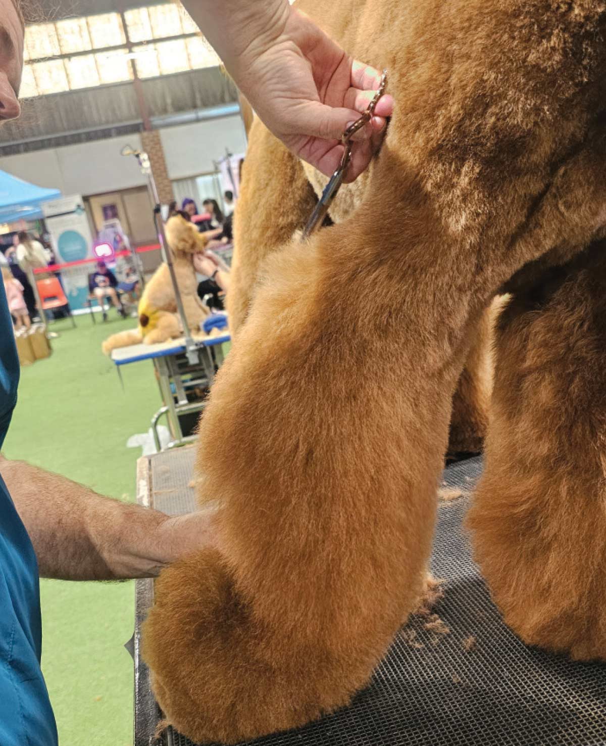 A groomer uses professional chunking shears to blend and smooth the dense brown fur on the poodle's back leg.