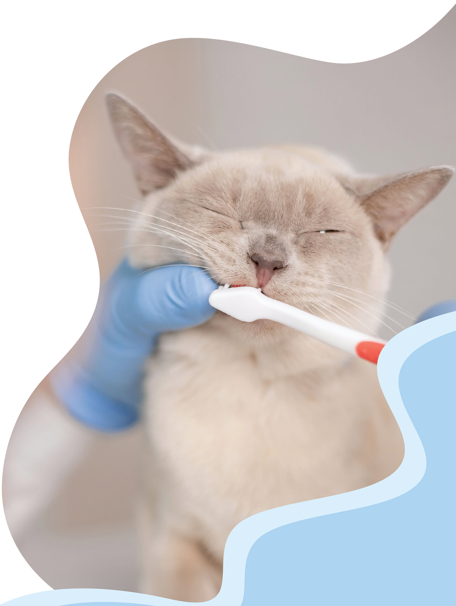 Close-up of a light-colored cat having its teeth brushed with a white toothbrush by a person wearing blue gloves. The image is framed by light blue wavy decorative borders.