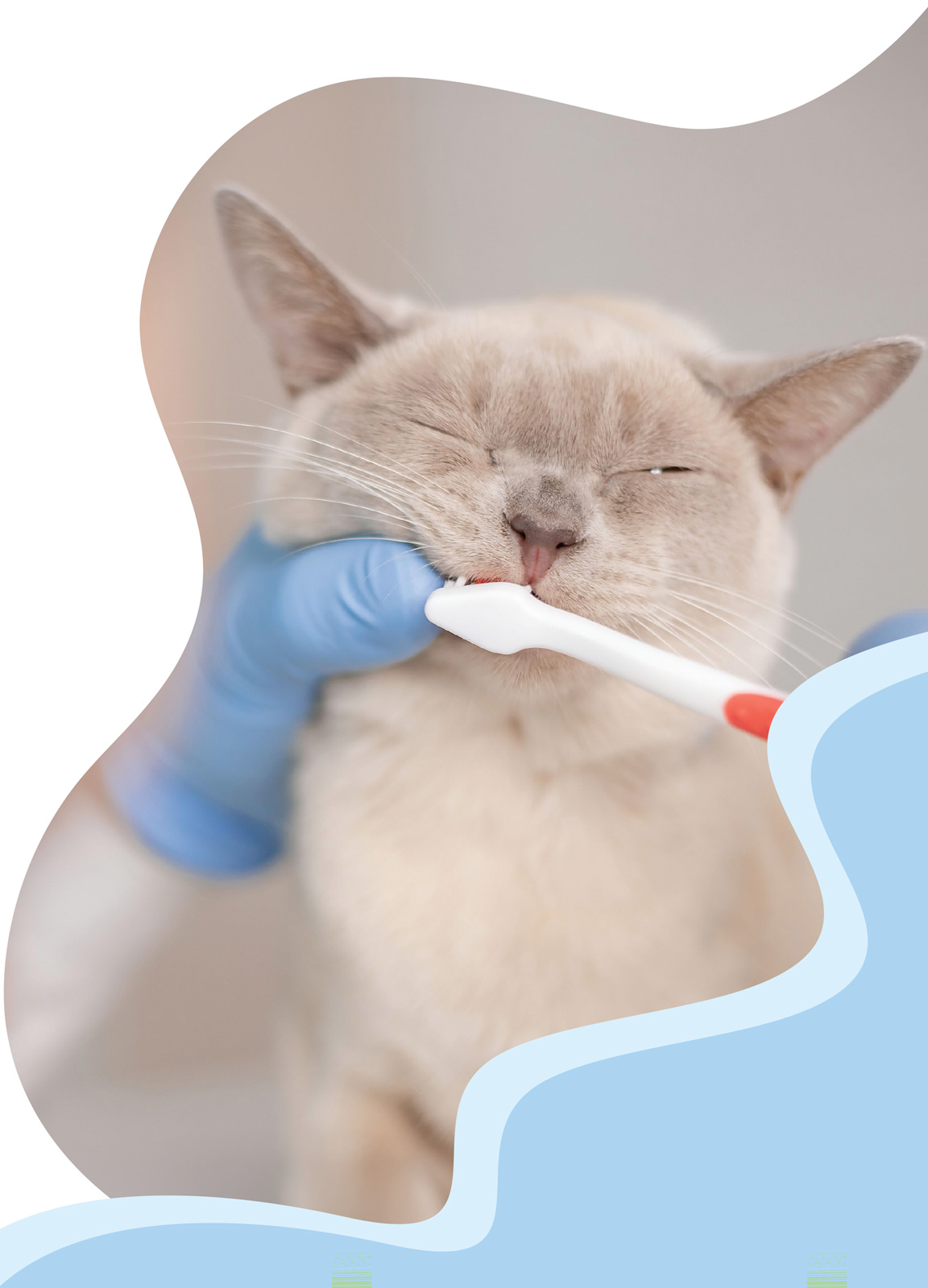 Close-up of a light-colored cat having its teeth brushed with a white toothbrush by a person wearing blue gloves. The image is framed by light blue wavy decorative borders.