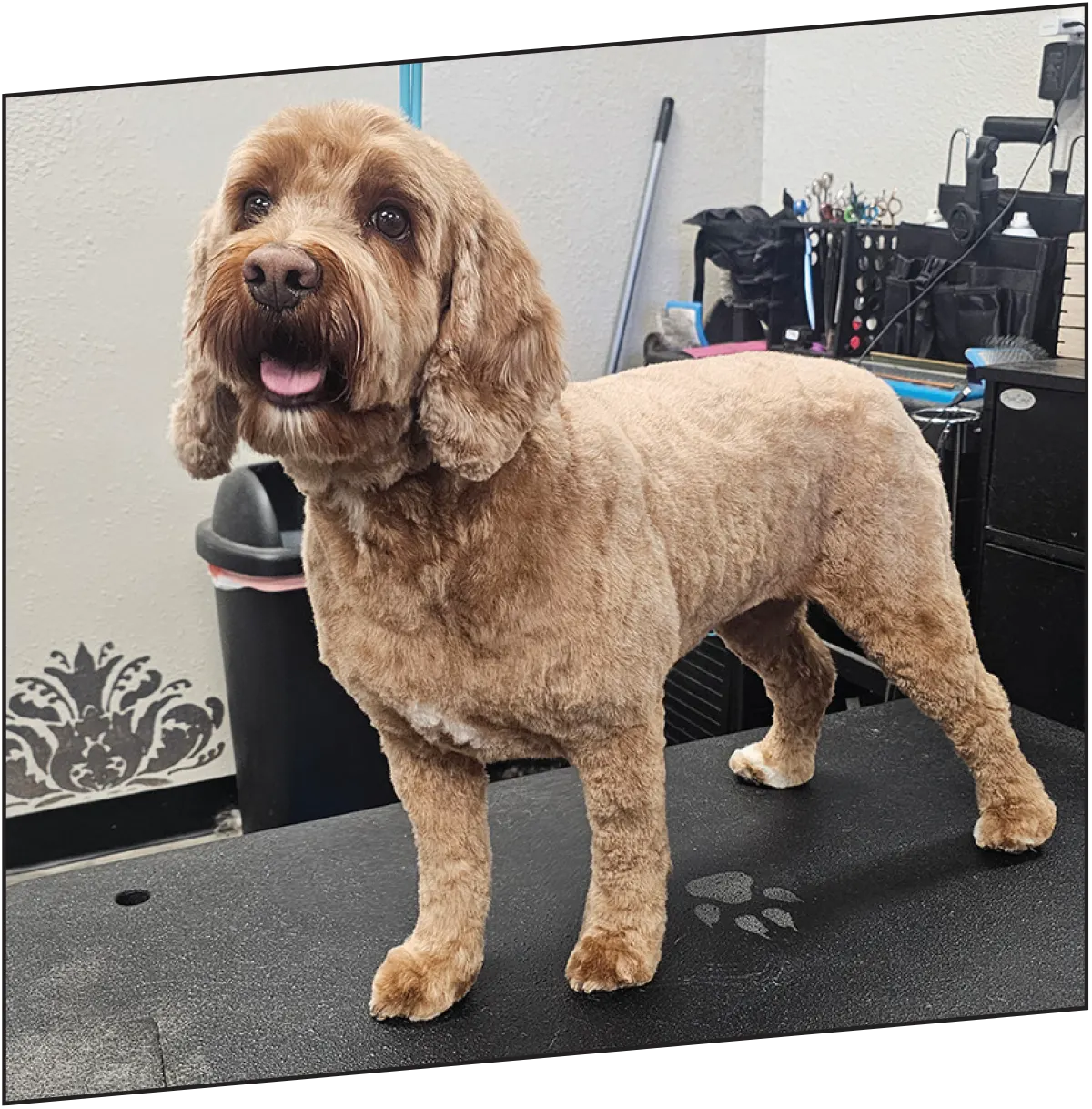A brown doodle-type dog standing happily on a black grooming table after getting a clean, short haircut at a grooming salon.