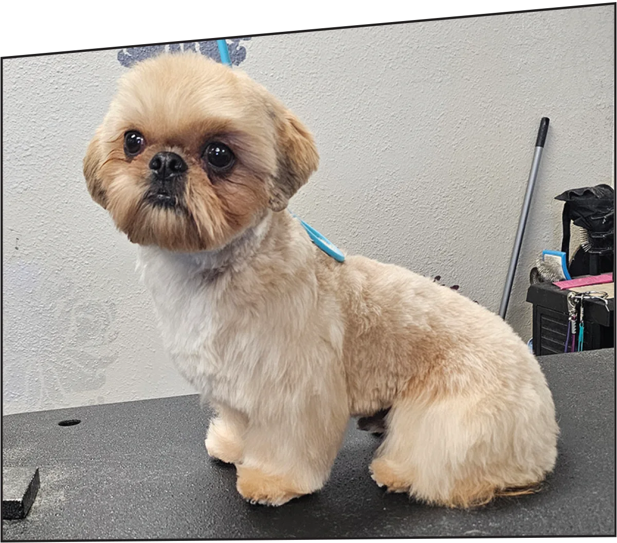 A close-up of a small Shih Tzu with a fresh teddy bear trim sitting calmly on a grooming table against a grey wall.
