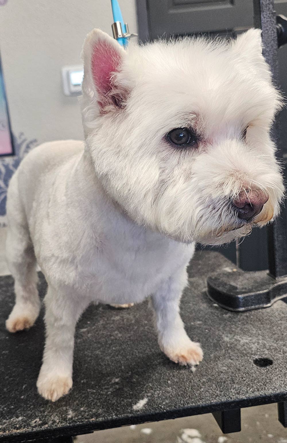 A white West Highland White Terrier standing on a black table, showing off a classic, neat breed-standard haircut.