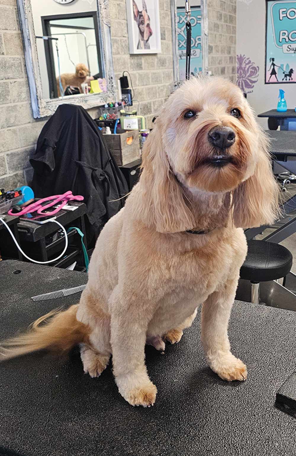 A golden doodle sits patiently on a grooming table, looking up into the camera with fluffy ears and a freshly trimmed coat.