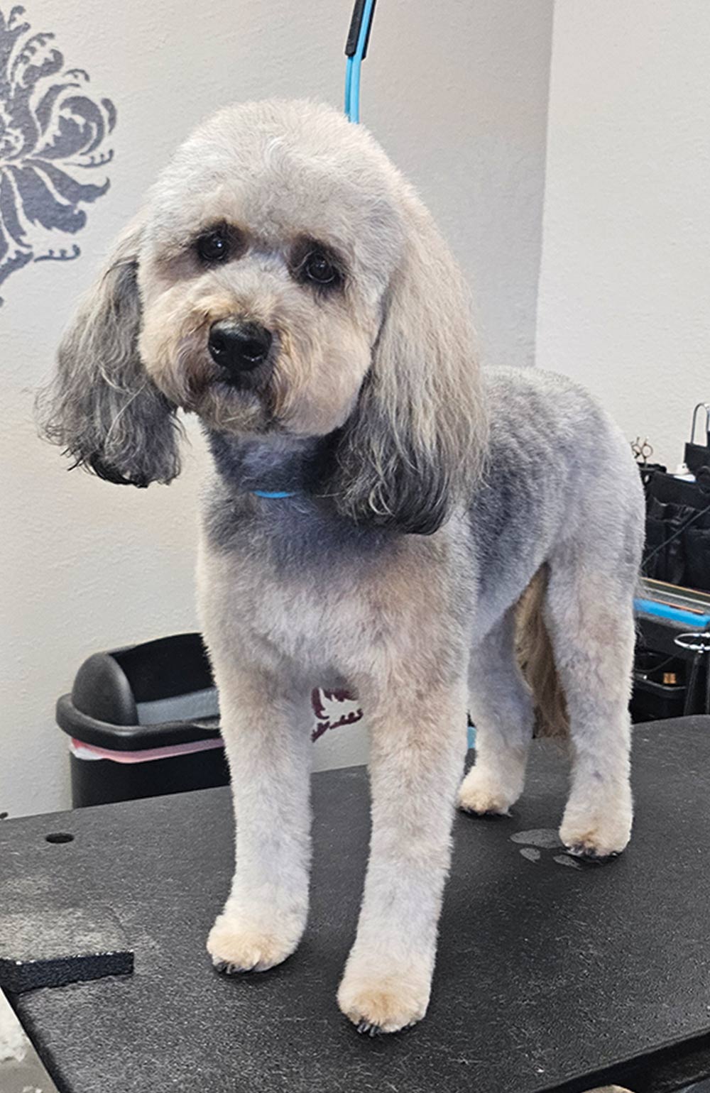 A grey and white poodle mix stands on a grooming table, showing off a clean clip with neatly rounded head and ear fur.