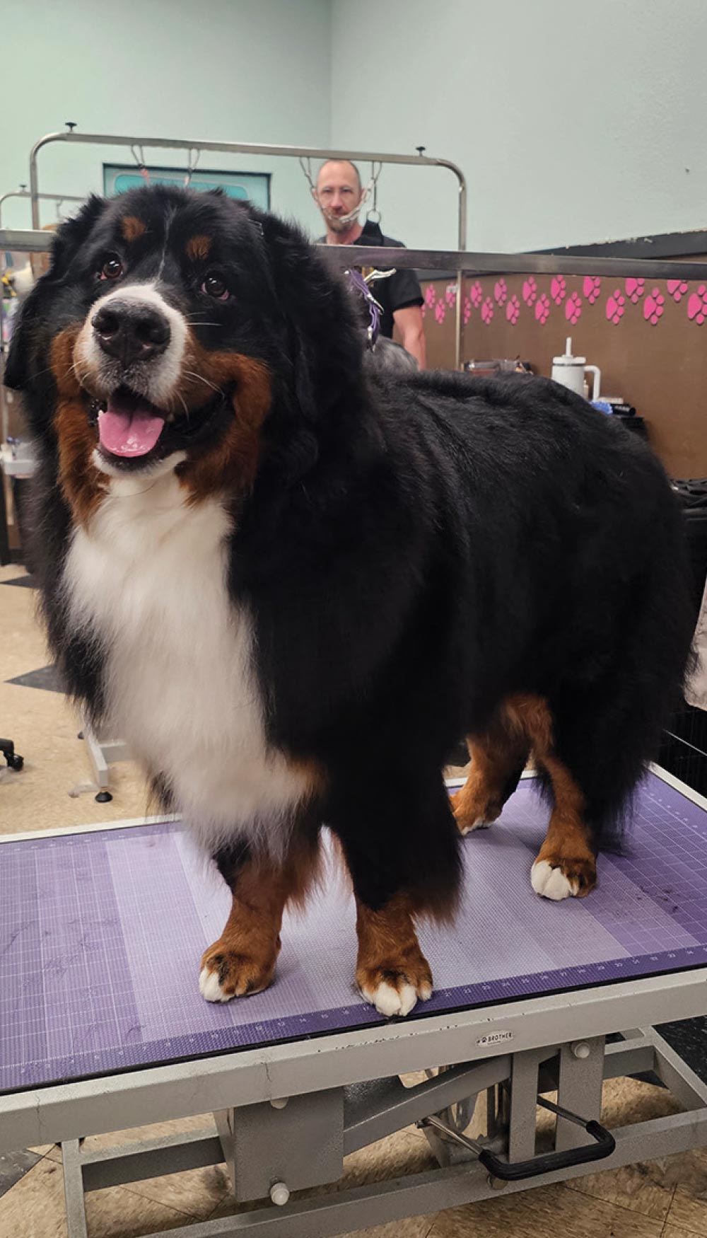 A large, fluffy Bernese Mountain Dog stands happily on a purple-topped hydraulic grooming table inside a professional salon space.