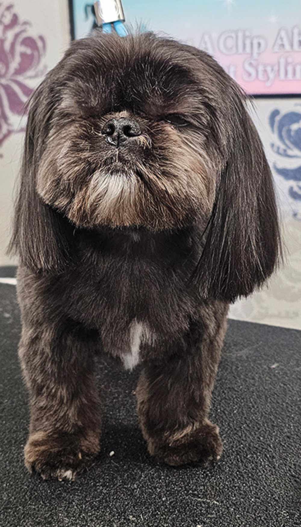 A close-up of a dark brown Shih Tzu with long, smooth ear hair and a freshly trimmed face standing on a grooming mat.