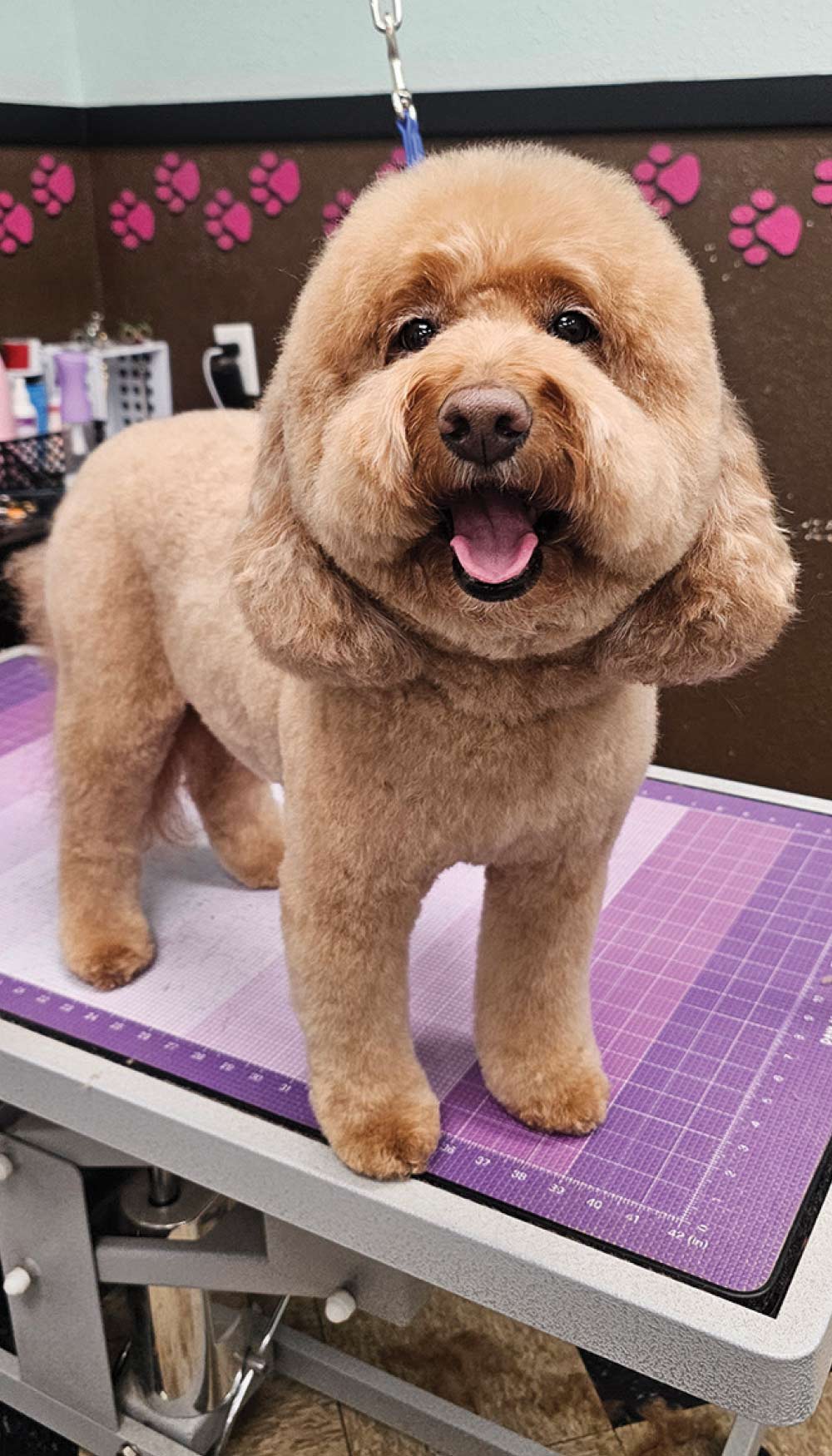 A cheerful tan doodle mix with a perfectly rounded, fluffy head trim stands on a purple grooming table, tongue out.