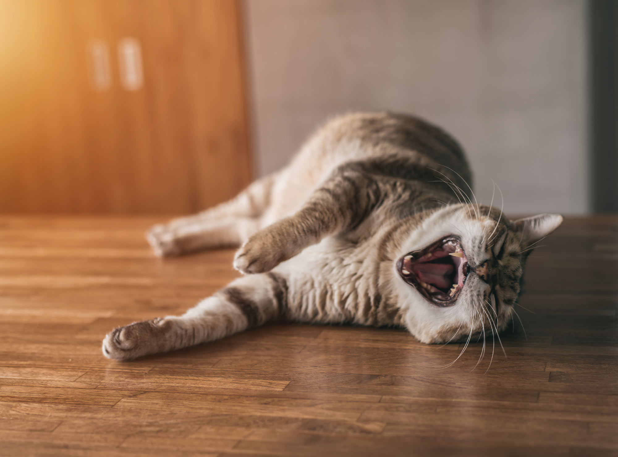 A tabby cat lies on its side on a wooden surface, yawning with its mouth wide open, teeth visible, and eyes closed.