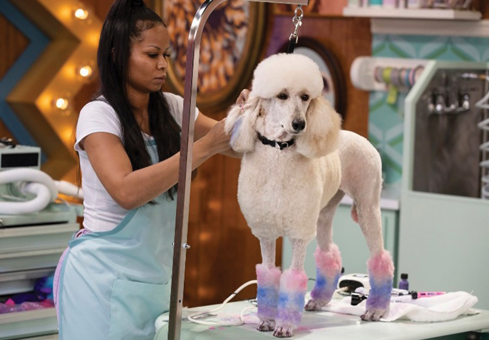 Andrea Jenkins grooms a white standard poodle with pink, blue, and purple dyed fur on its legs on a grooming table.