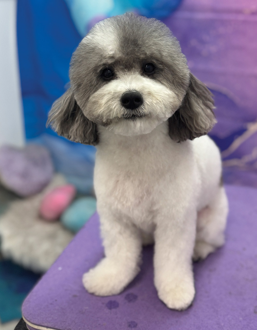 A small white and grey dog sits looking forward on a purple grooming surface.