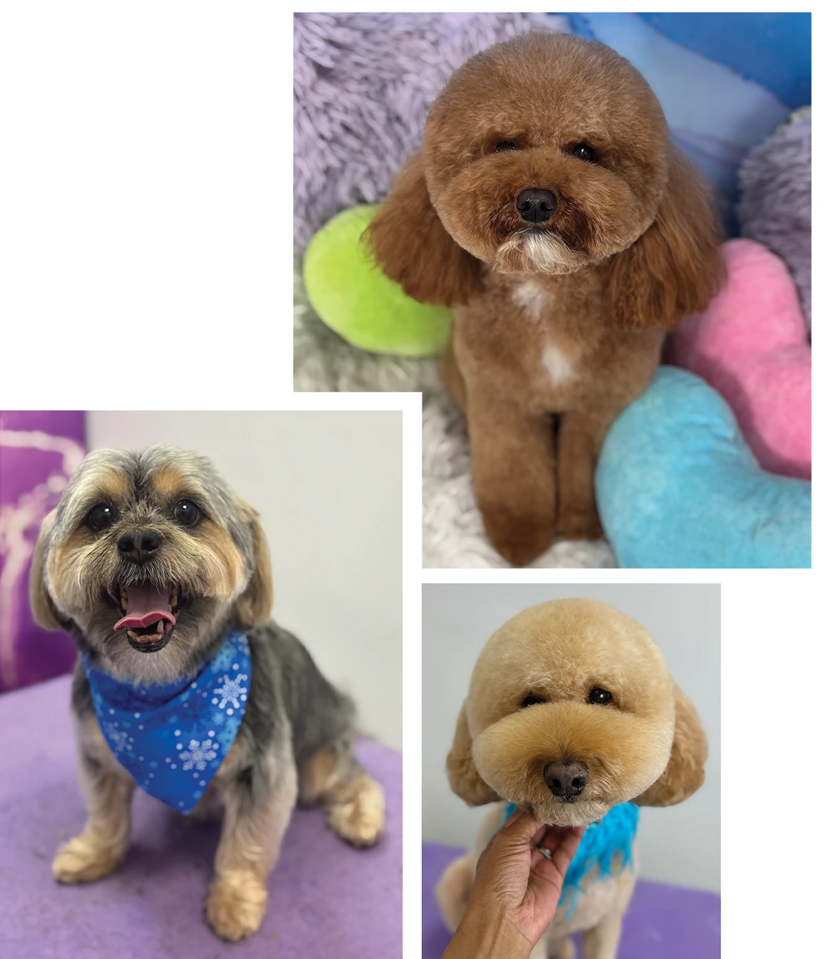 A small, brown dog with a round teddy bear grooming cut sits looking forward, surrounded by colorful plush cushions, a small grey and tan dog wearing a blue snowflake bandana sits on a purple surface with its mouth open and tongue out, and a close-up of a tan dog with a round, fluffy grooming style as a hand gently rests under its chin. The dog wears a vibrant blue collar accessory.