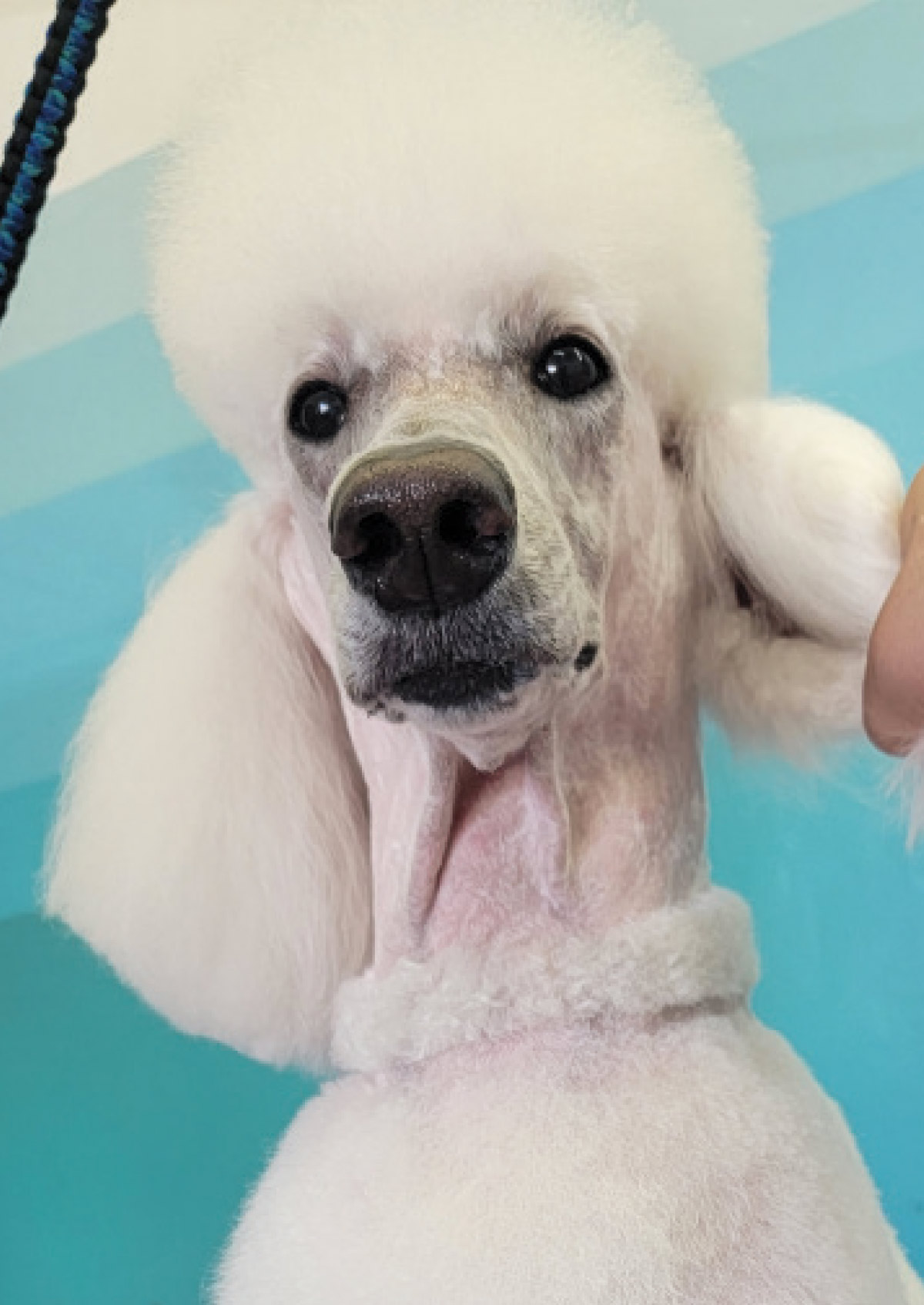 Close-up headshot of a white Standard Poodle with a neatly trimmed topknot and shaved face.