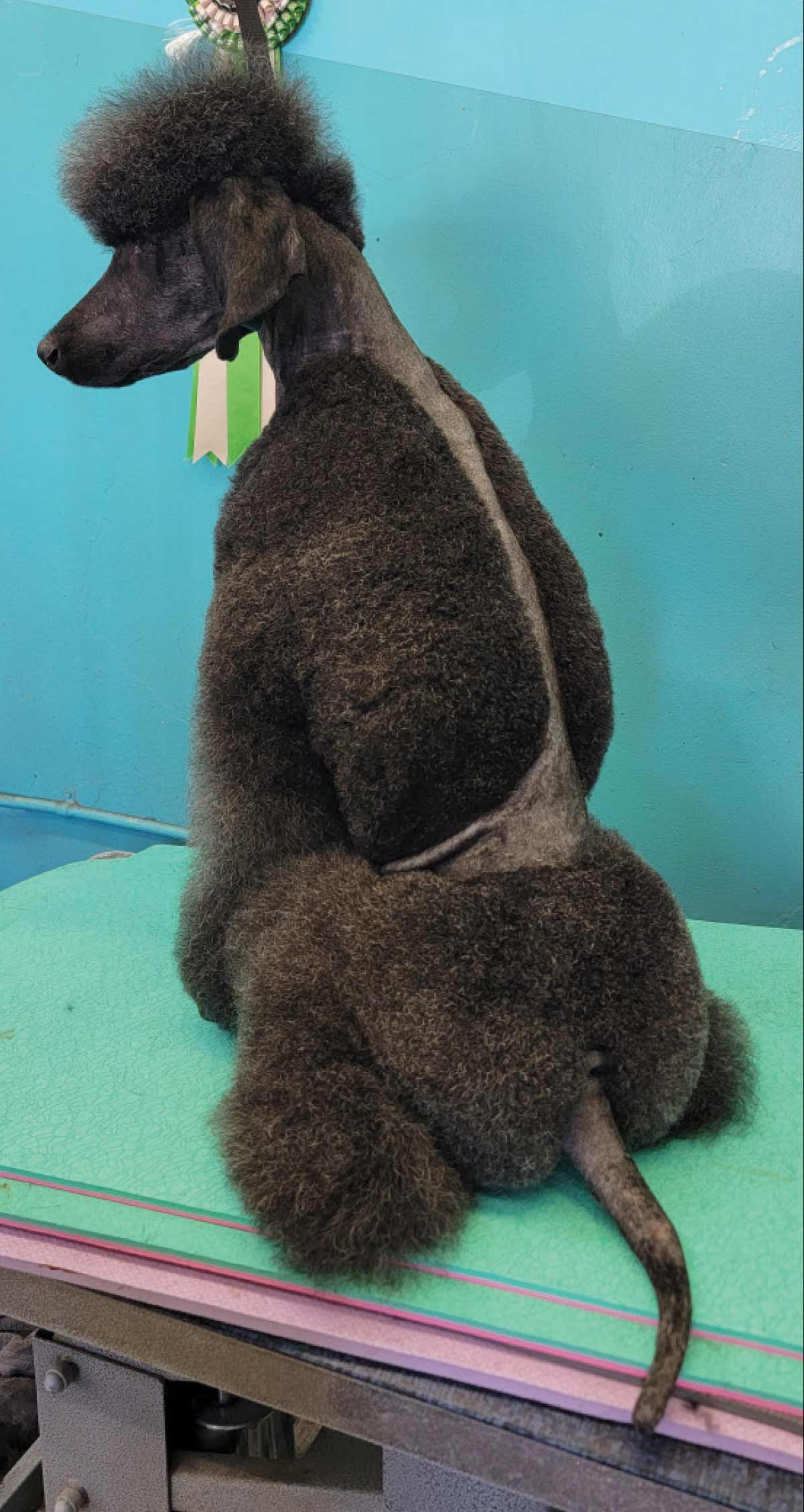 Rear view of a black Standard Poodle showing a shaved pattern on its back while sitting on a green table.
