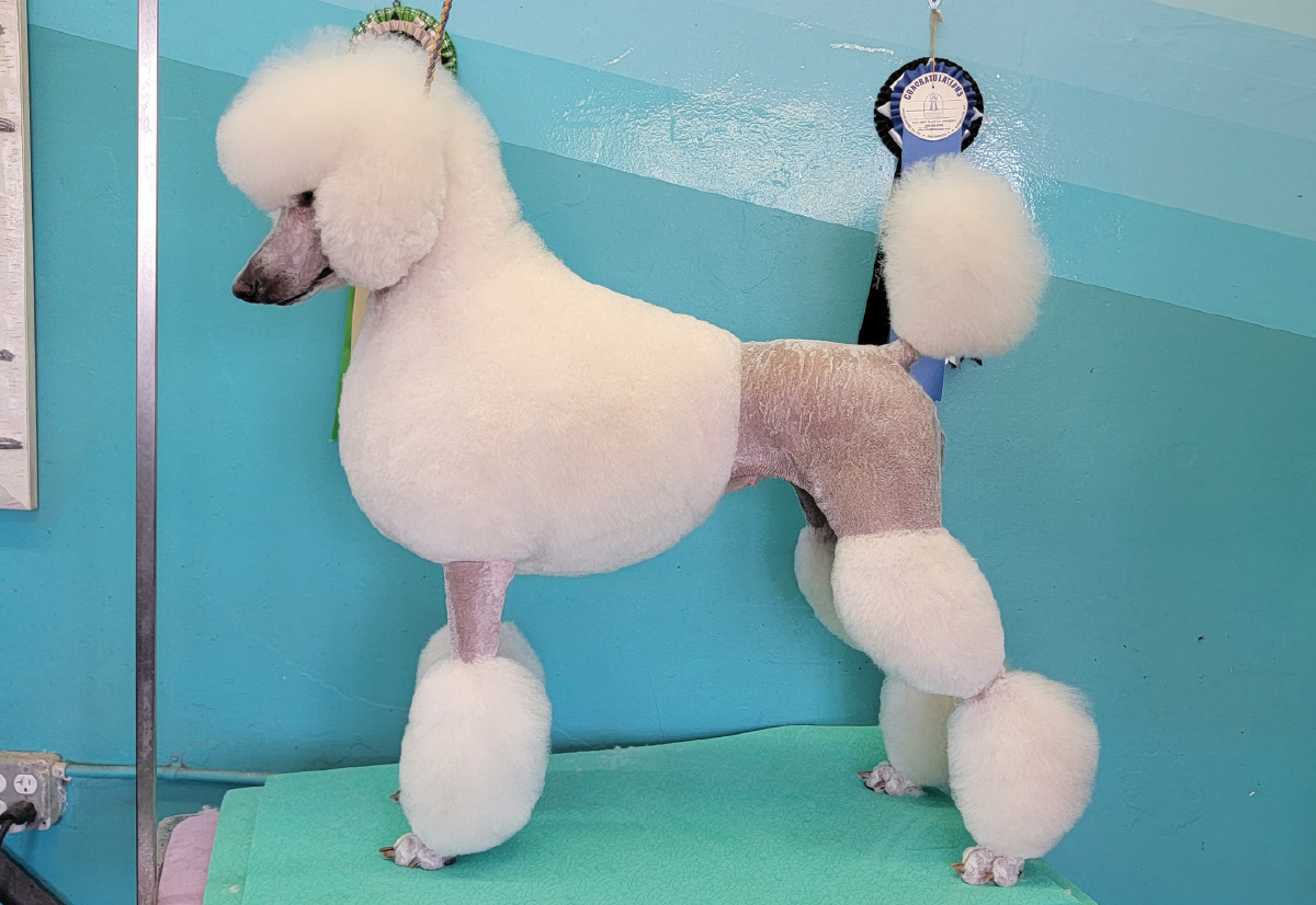 Side view of a white Standard Poodle in a classic continental style clip with shaved hindquarters and leg puffs.
