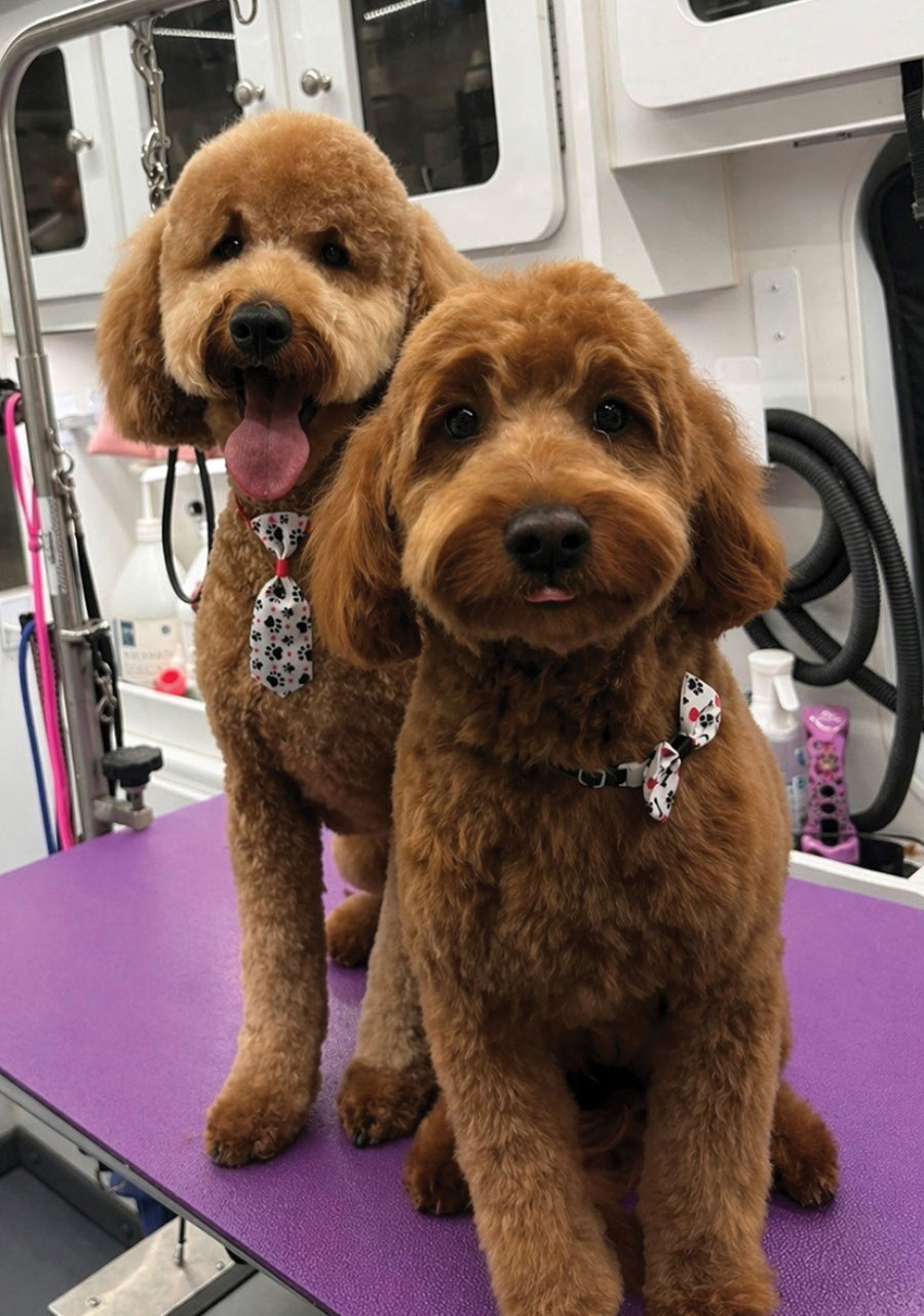 Two golden-brown dogs stand on a purple grooming table inside a grooming van. Both dogs are wearing matching white bow ties patterned with black paw prints and red hearts.