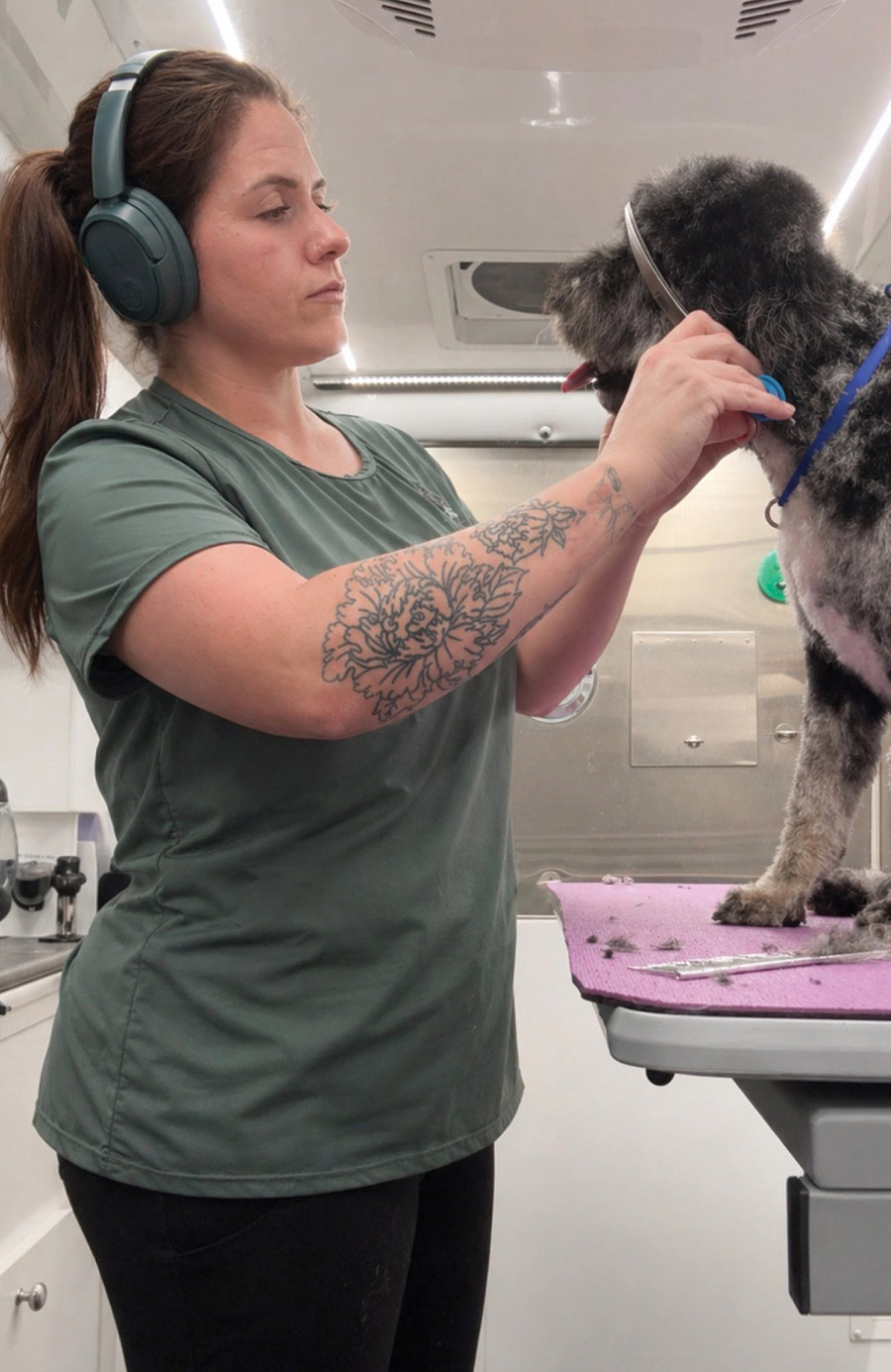 A woman wearing headphones trims the facial hair of a black and white dog using shears. The dog stands on a purple grooming table. The woman has a large floral tattoo on her forearm.