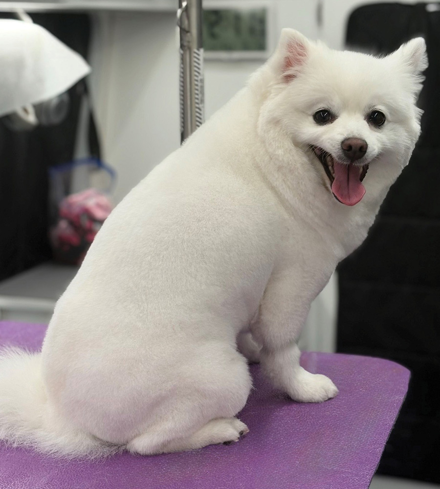 A fluffy white dog sits on a purple grooming table, looking back over its shoulder toward the camera with its mouth open.
