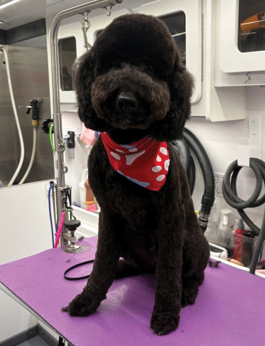 A black curly-haired dog sits on a purple grooming table inside a grooming van. The dog is wearing a red bandana patterned with large white paw prints.