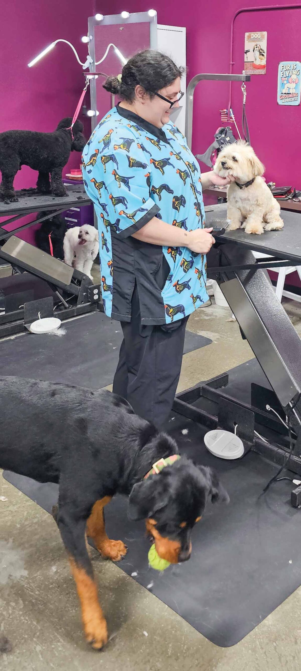 A groomer in a blue shirt trims a small fluffy dog on a table while a Rottweiler holds a tennis ball on the floor below.