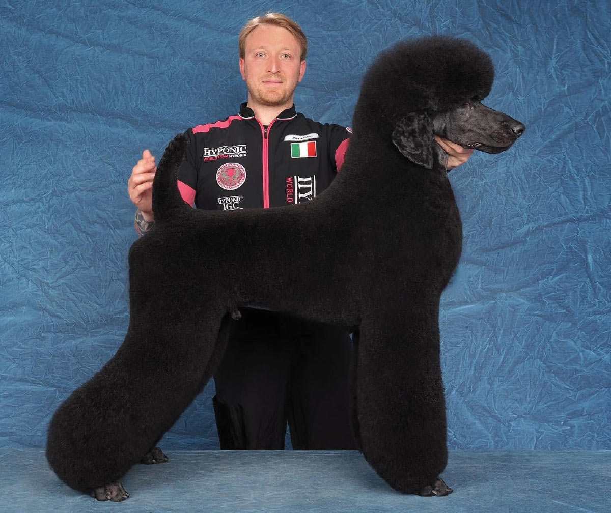 Man in a uniform with an Italian flag patch standing behind a groomed black Standard Poodle in a sporting clip.