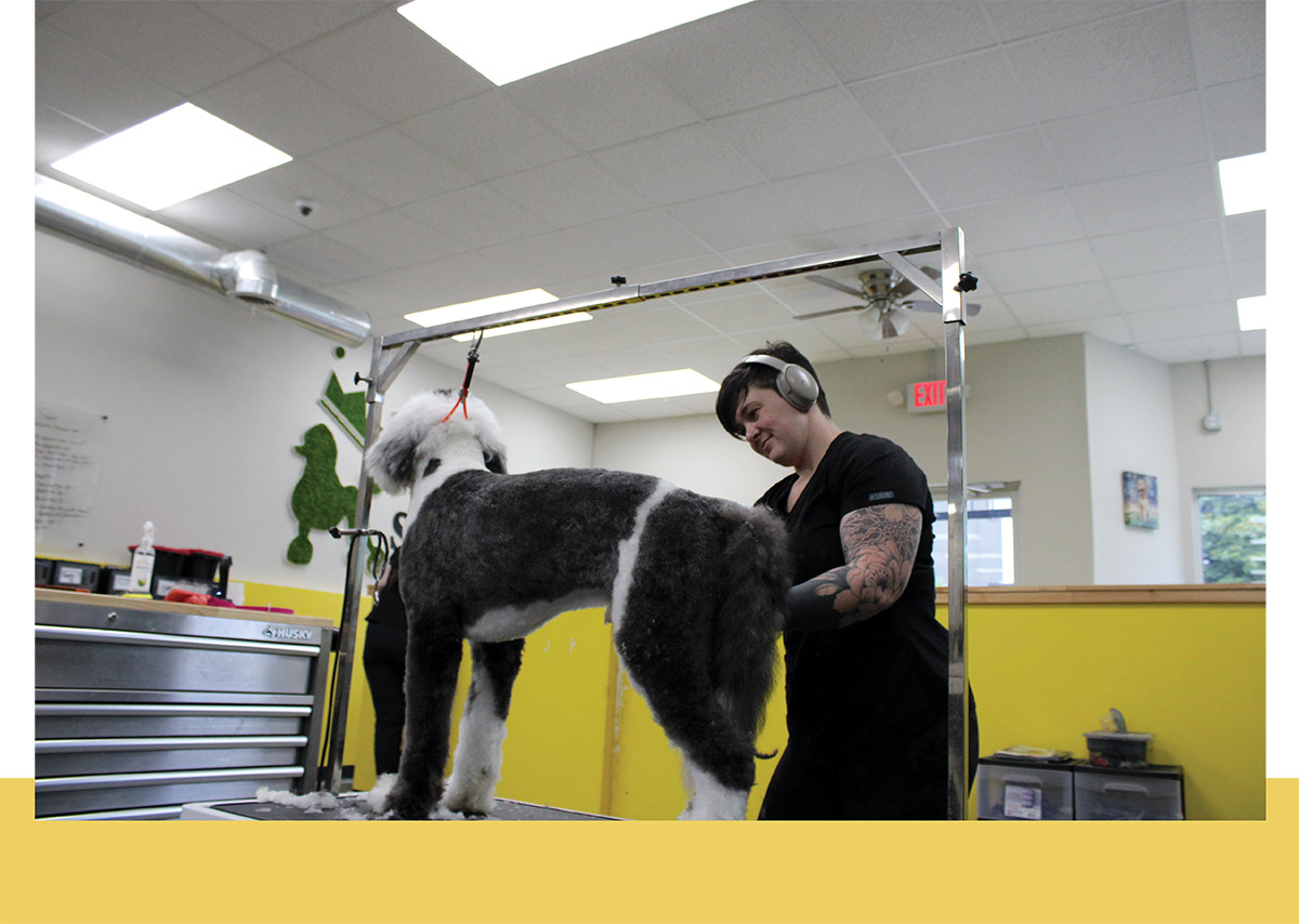 A tattooed dog groomer wearing headphones carefully works on a large black and white dog standing on an elevated grooming table in a salon.