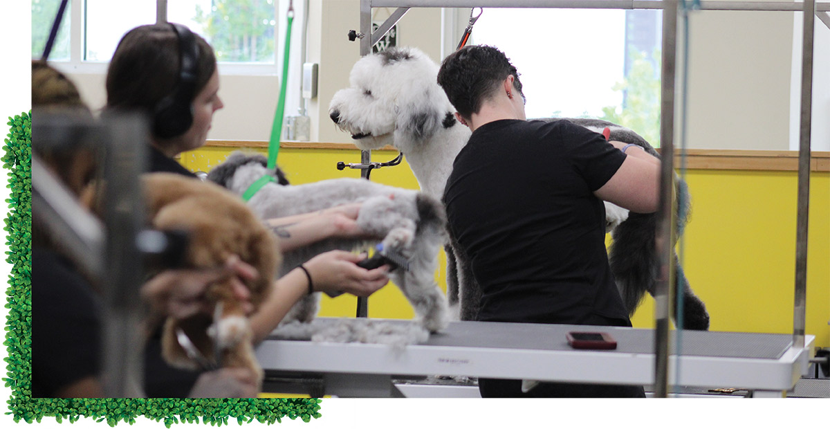 Dog groomers actively brushing and trimming several dogs, including a large white and gray fluffy dog, on elevated tables inside a grooming salon.