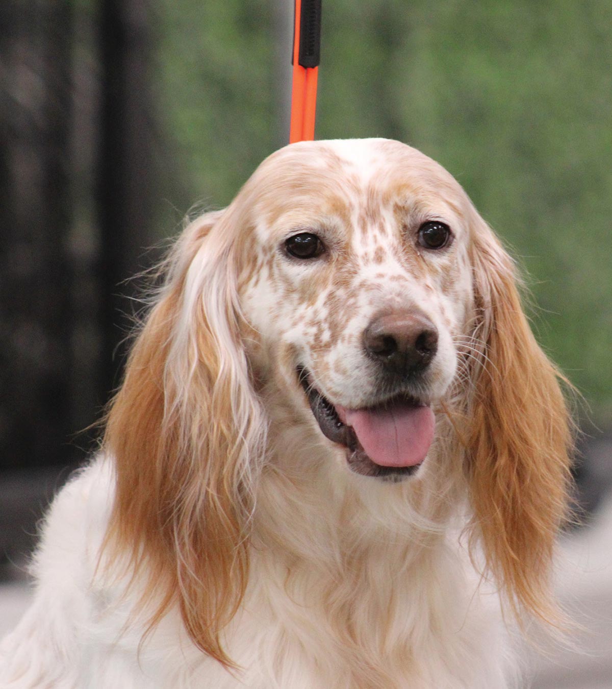 Close-up portrait of a happy white and tan dog with long feathered ears, a freckled muzzle, and its tongue slightly out.
