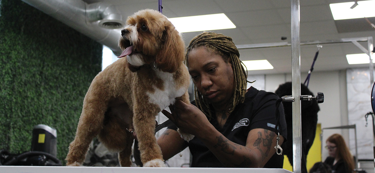 A dog groomer with braided hair carefully trimming the front leg of a small brown and white fluffy dog on a grooming table.
