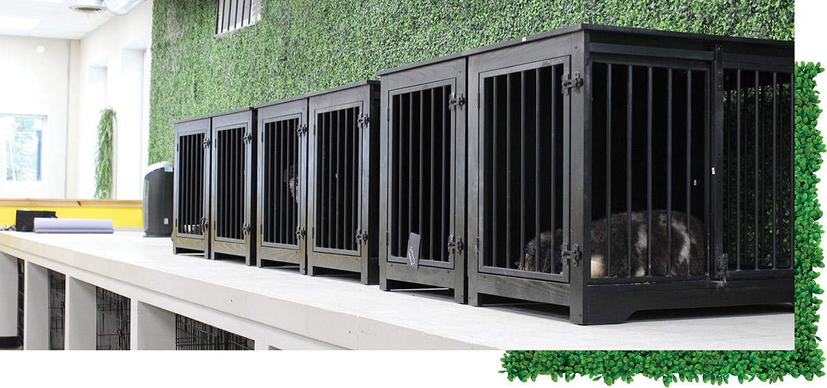 A row of black wooden dog kennels lined up on an elevated platform against a green foliage wall in a dog salon, with a dog resting inside one of the crates.