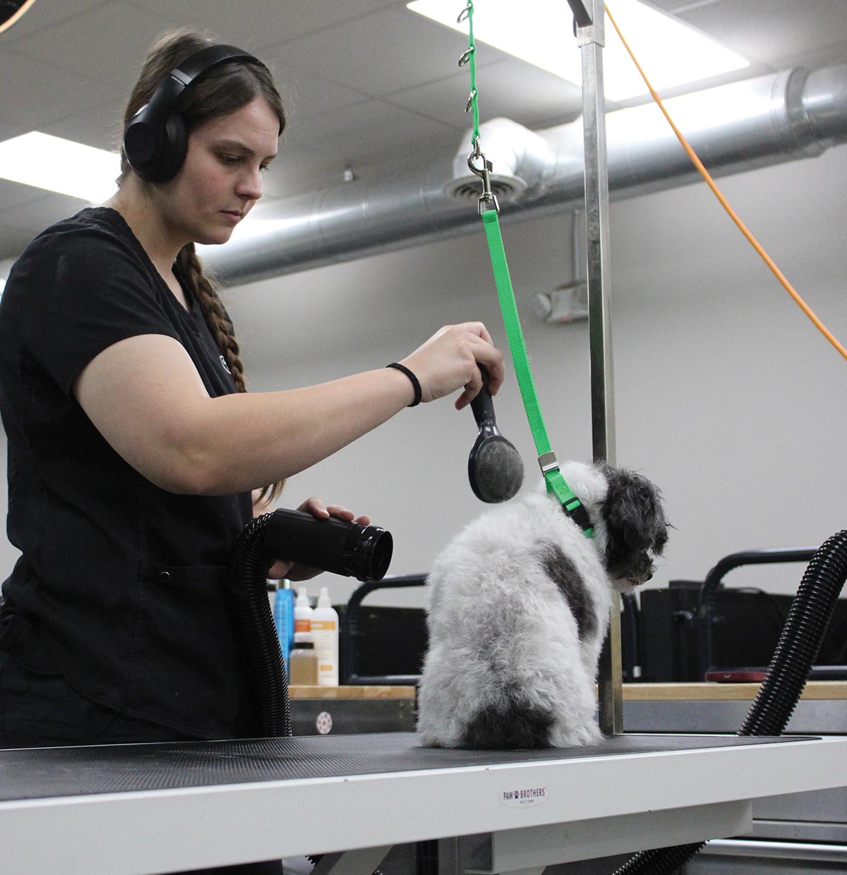 A dog groomer wearing headphones simultaneously brushes and blow-dries a small, fluffy black and white dog on an elevated grooming table.