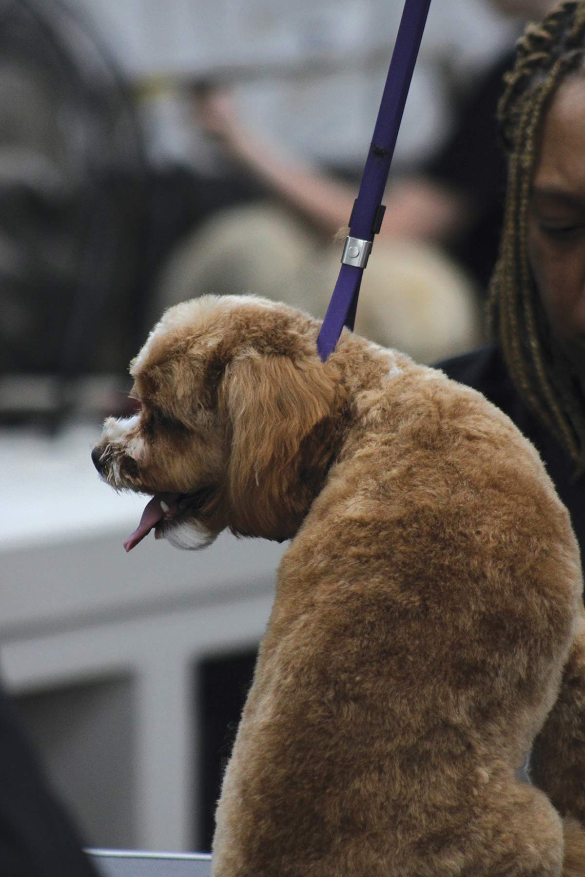 Profile view of a newly groomed, fluffy light brown dog sitting on a grooming table with its tongue out, secured by a purple loop.