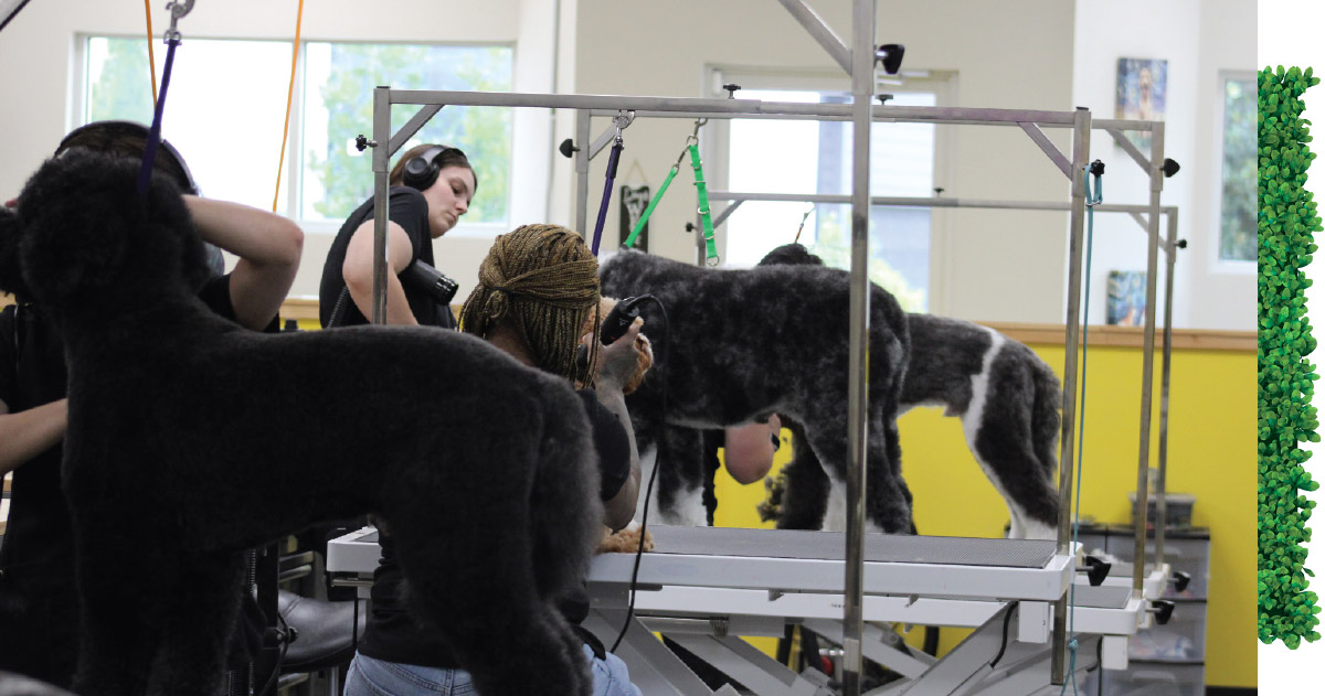 Multiple groomers actively trimming, drying, and styling dogs at separate stations inside a busy, brightly lit grooming salon.