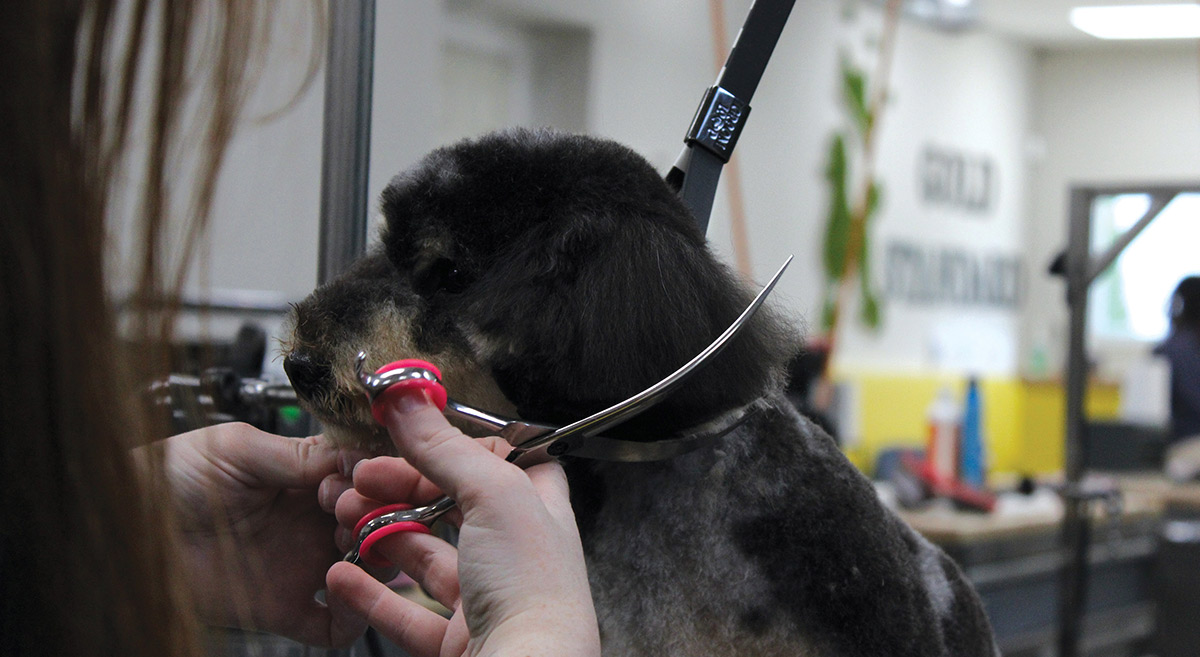 Close-up of a groomer using curved shears to carefully trim the facial fur around the jaw of a small dark-furred dog on a grooming table.
