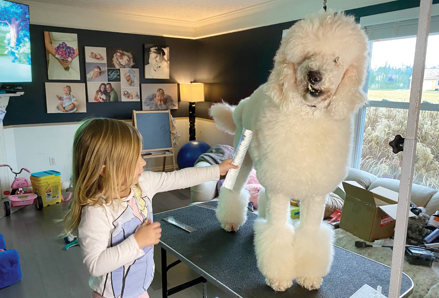 Young girl combing the back leg of a groomed white standard poodle standing on a grooming table.