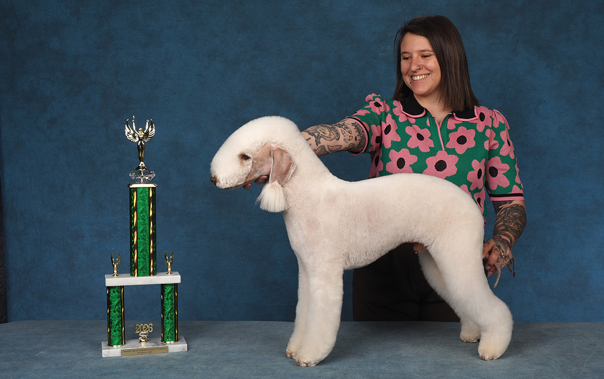 A smiling woman wearing a floral polo holds a groomed Bedlington Terrier posed next to a trophy.