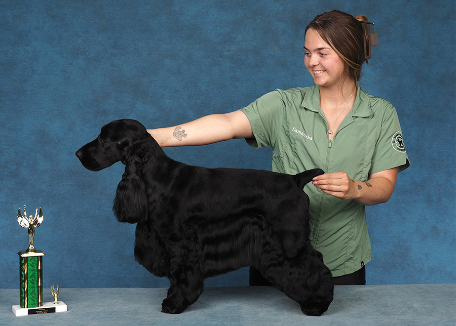 A groomer in a green smock poses a black English Cocker Spaniel standing next to a trophy.