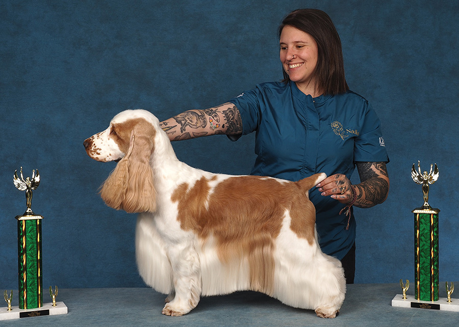 A groomer with tattooed arms holds a bi-color Cocker Spaniel posed between two trophies.