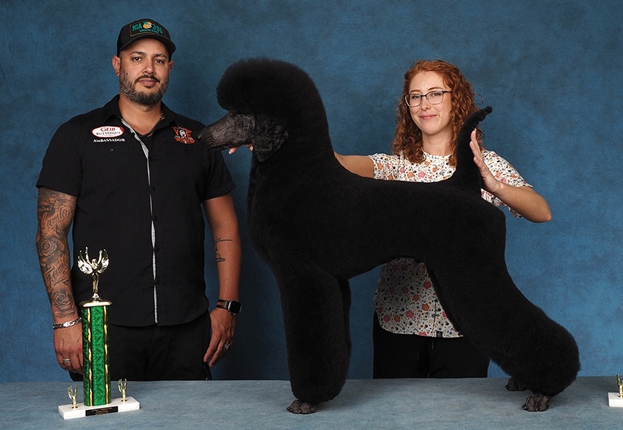 A presenter and a groomer pose a large black Standard Poodle in a show stance next to a trophy.