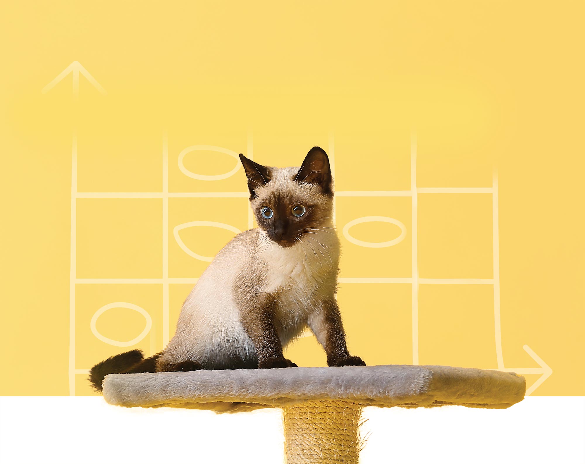 Siamese kitten sitting on a cat tree perch against a yellow background.